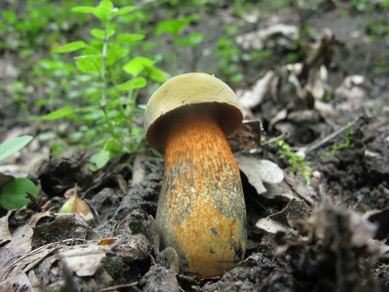 Поддубовик гриб ложный