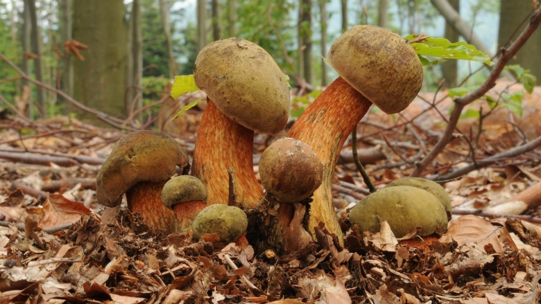 Поддубник крапчатый гриб