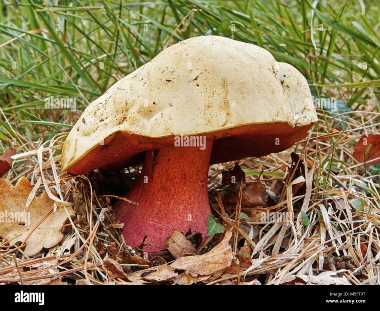 Гриб поддубовик сатанинский