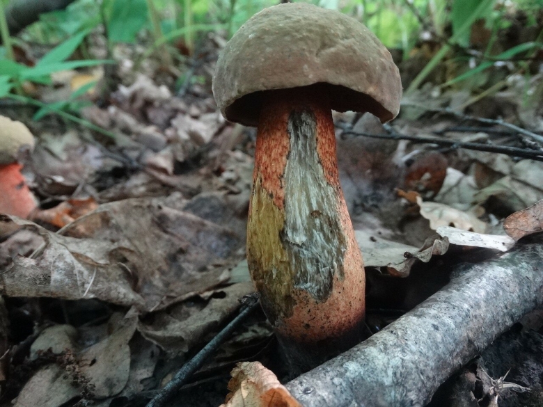 Поддубовик гриб синеющий