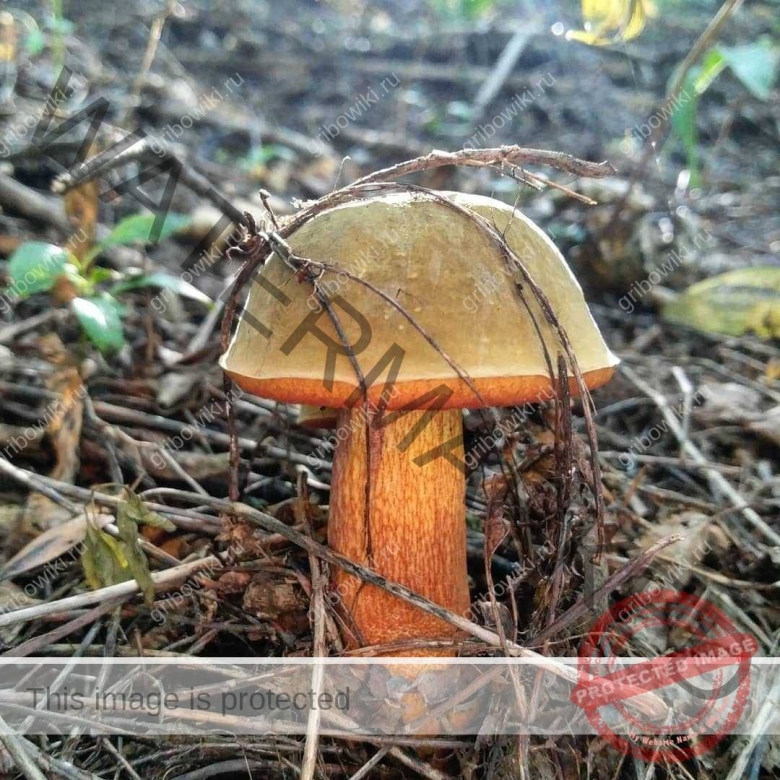 Поддубовик гриб ложный