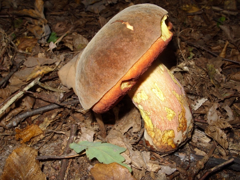 Гриб дубовик обыкновенный поддубовик
