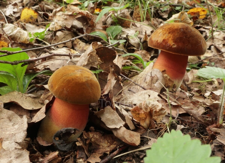 Поддубовик гриб ложный