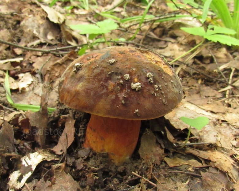 Дубовик крапчатый Boletus erythropus