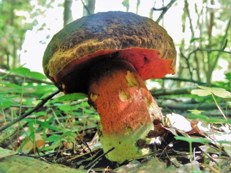 Гриб поддубовик сатанинский