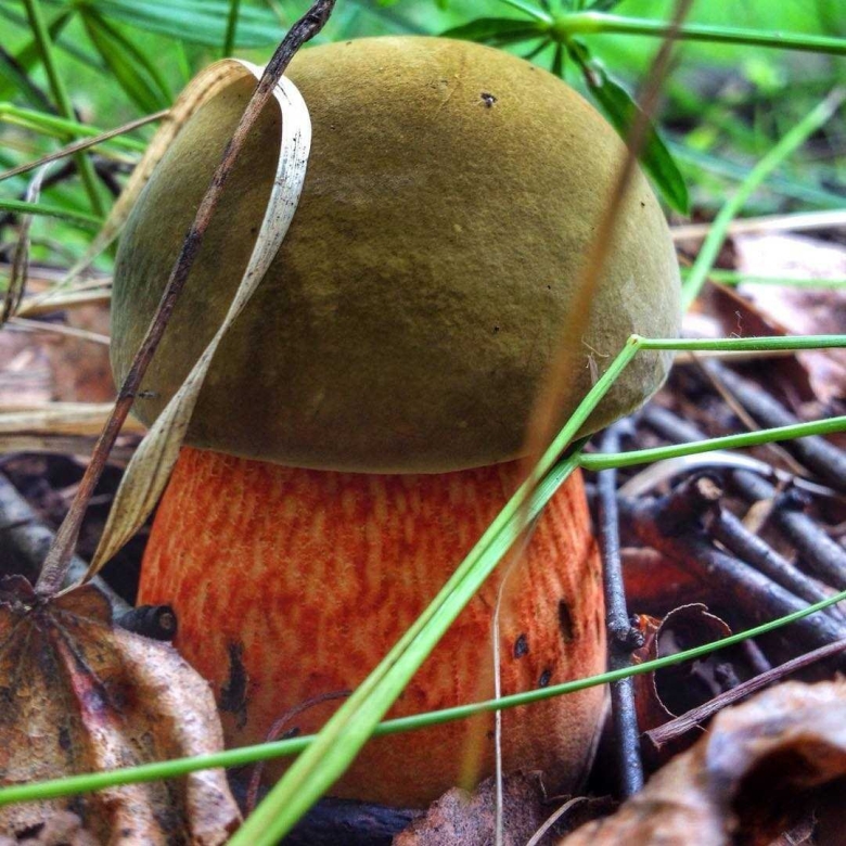 Поддубовик гриб