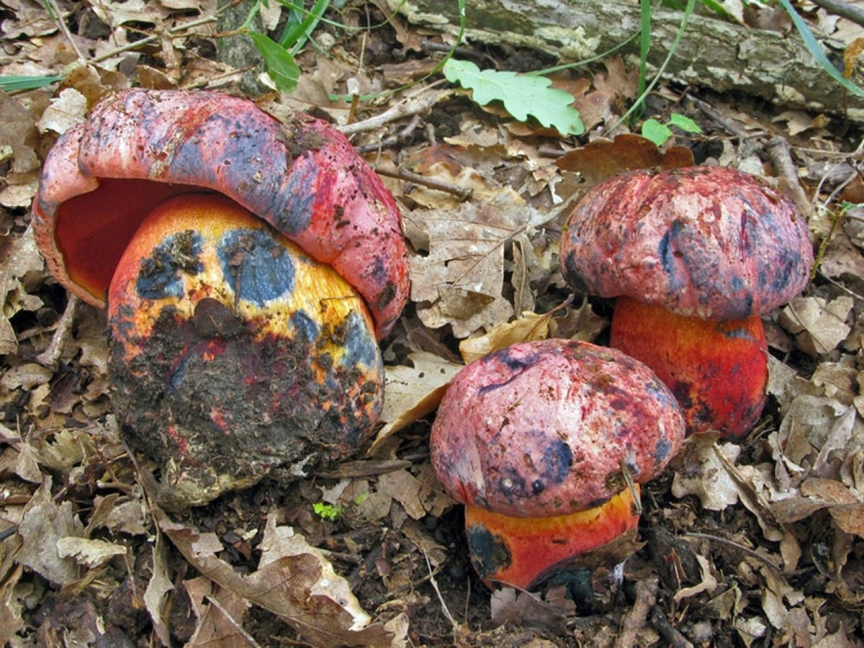 Боровик пурпурный Boletus purpureus