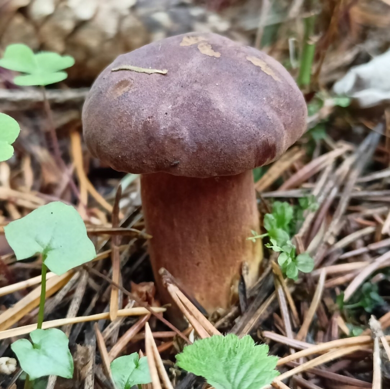 Поддубник гриб