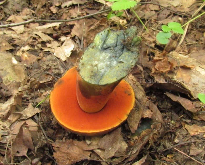 Гриб поддубовик дубовик