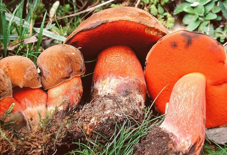 Boletus erythropus