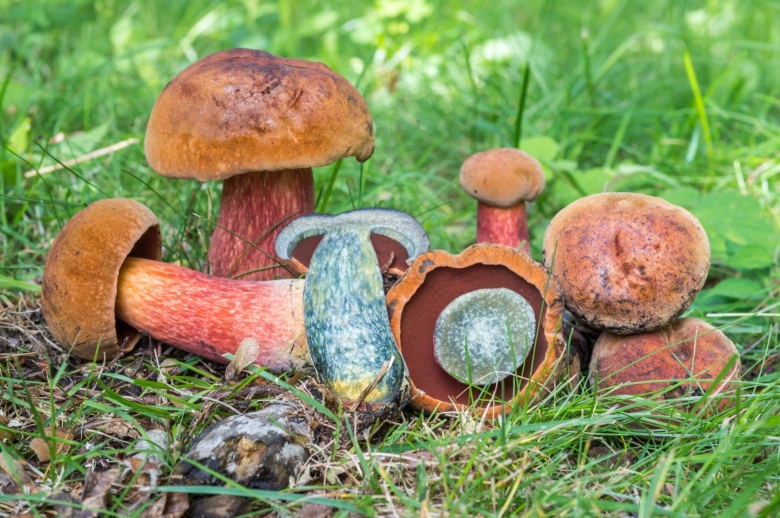 Поддубовик гриб синеющий