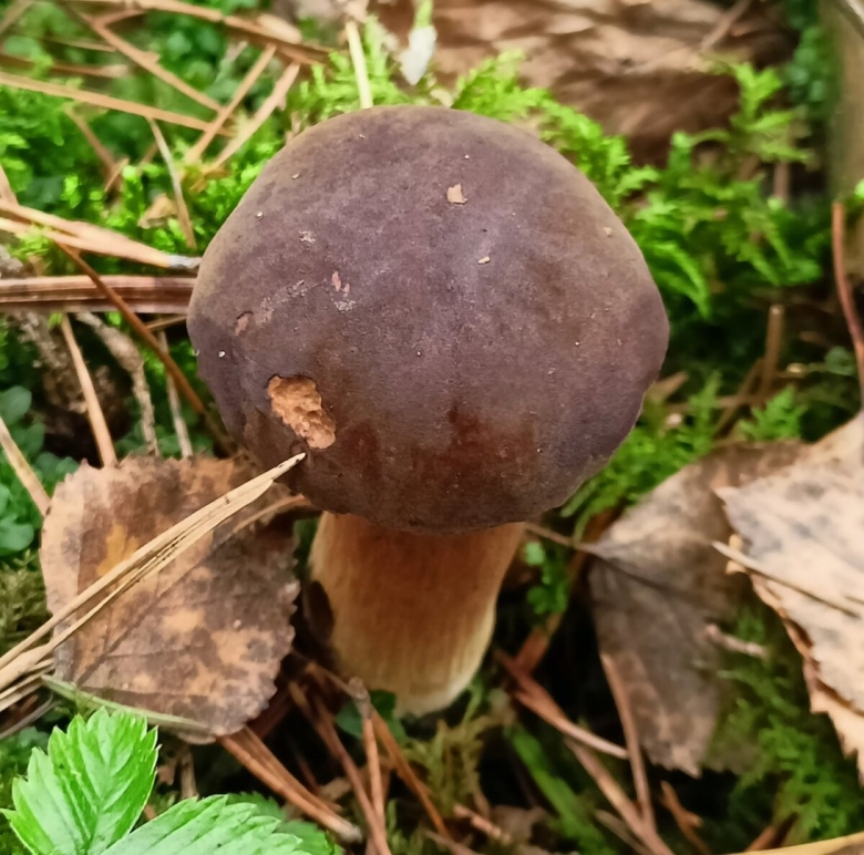 Гриб свинушка поддубник