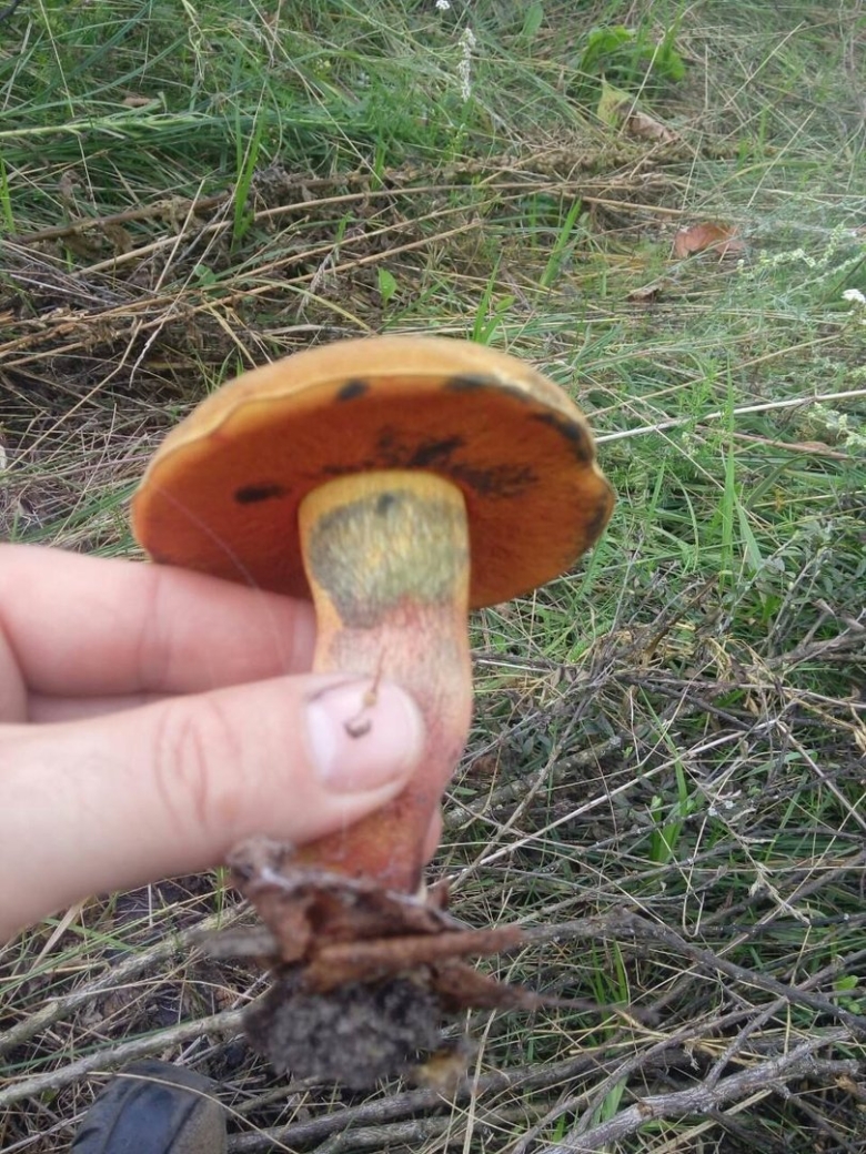 Поддубник гриб