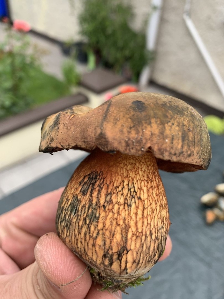 Боровик поддубник