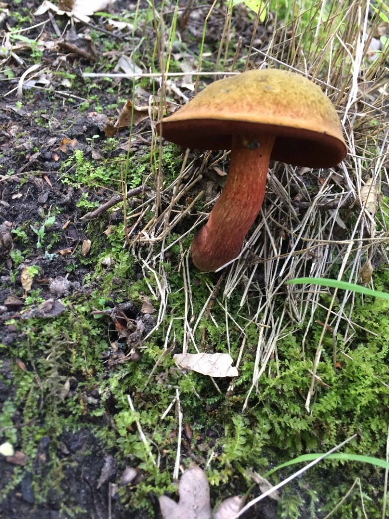 Гриб моховик полузолотистый