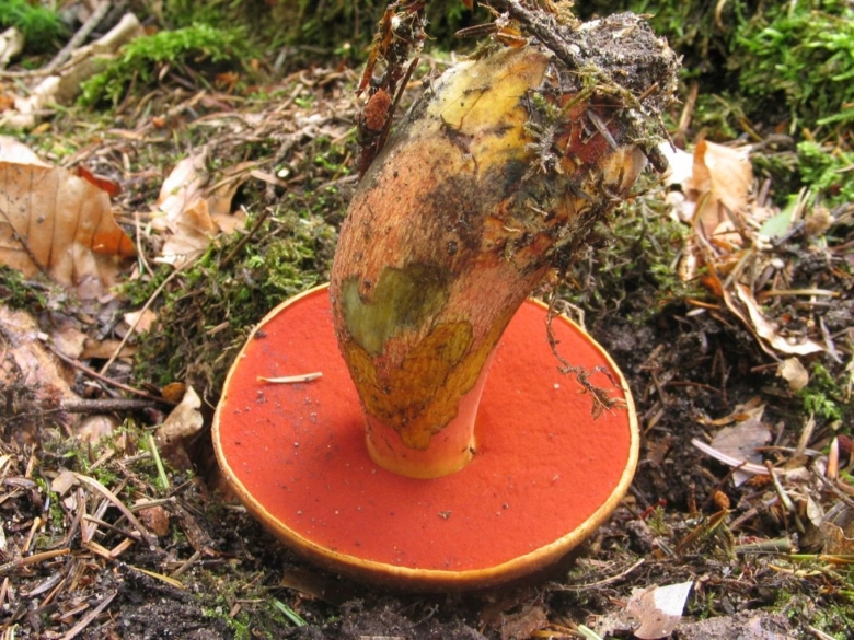 Поддубовик гриб синеющий