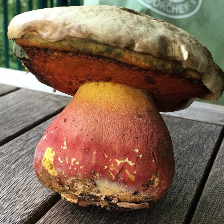 Гриб поддубовик сатанинский