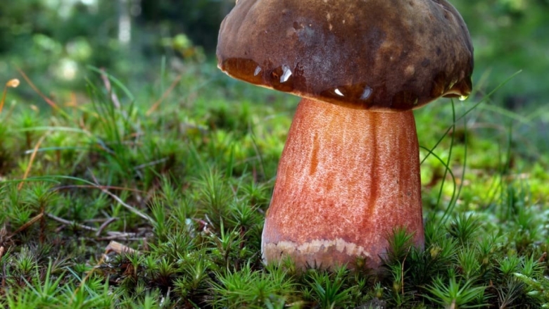 Дубовик красноножковый