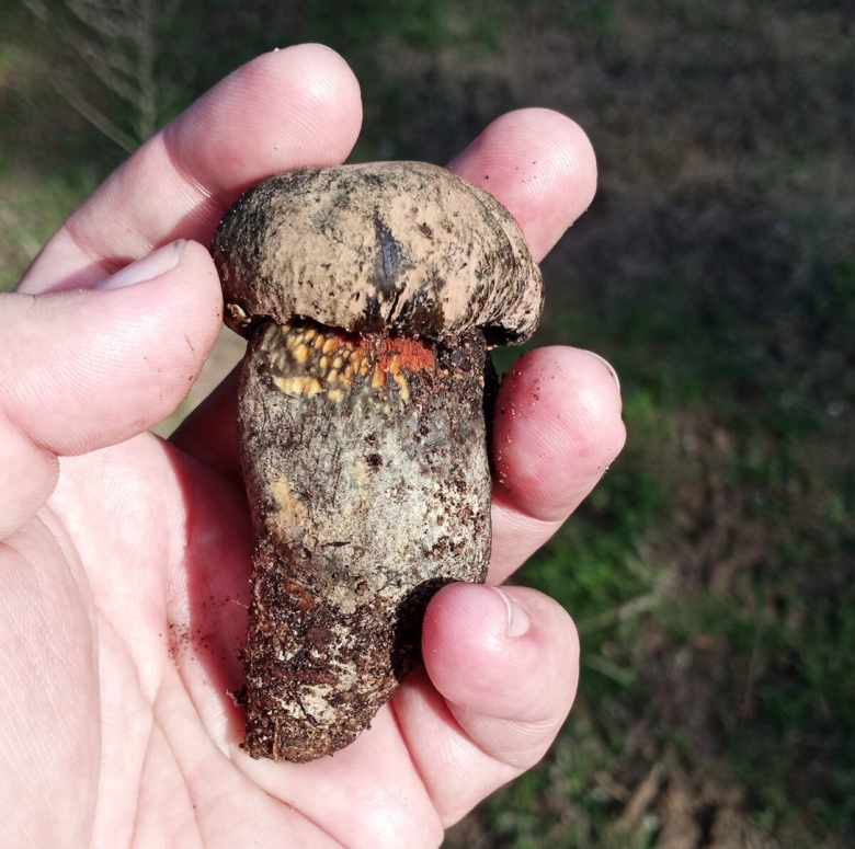 Как выглядит Поддуб разновидности