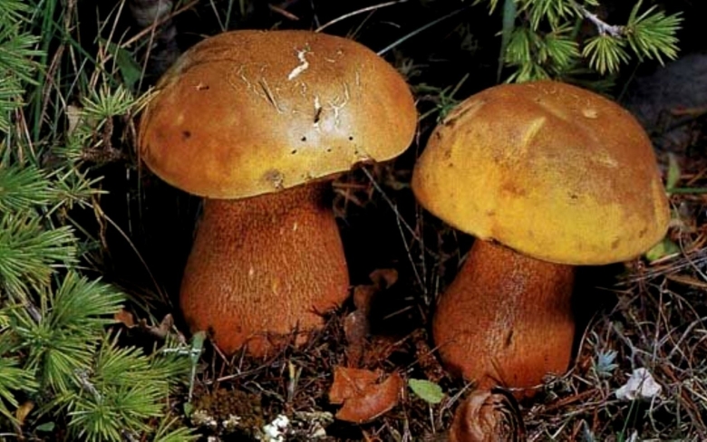 Дубовик оливково бурый