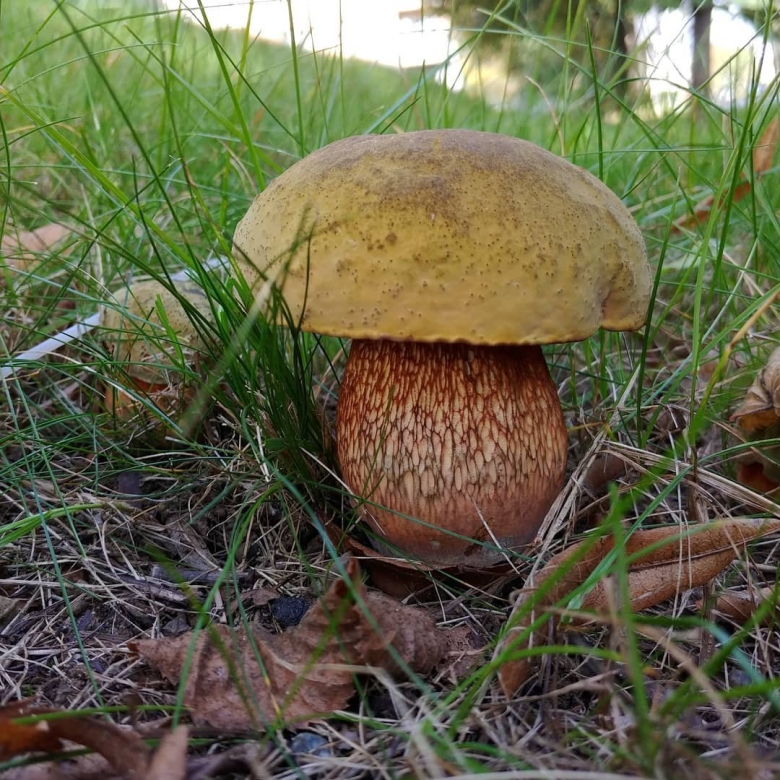 Дубовик оливково бурый