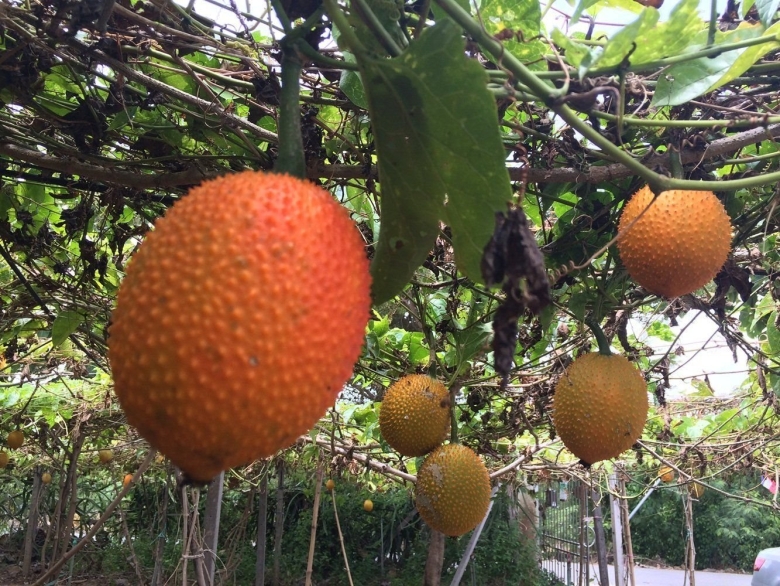 Момордика cochinchinensis