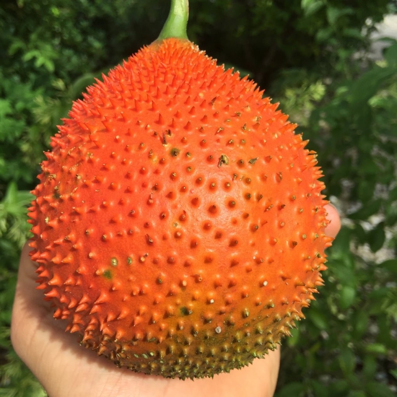 Момордика кохинхинская