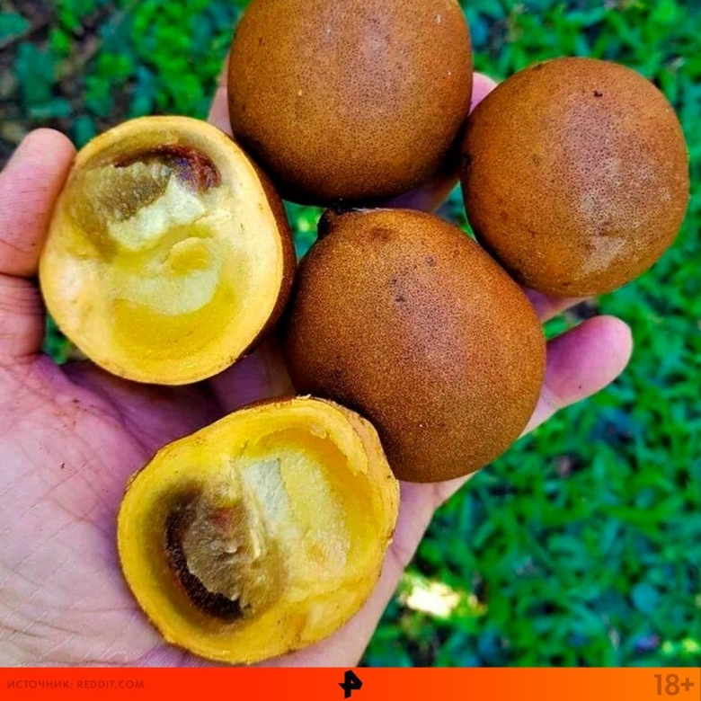 Курупита гвианская дерево