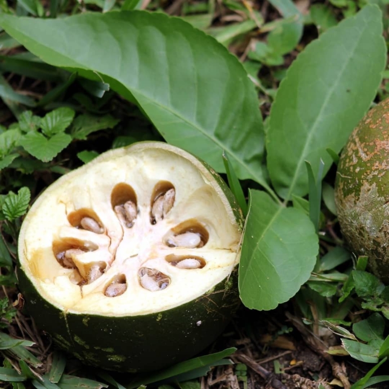 Каменное яблоко Баиль