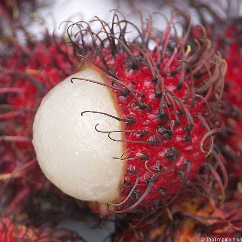 Самые экзотические фрукты