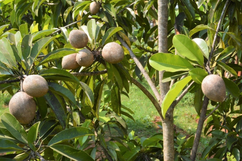 Сапотовое дерево Саподилла