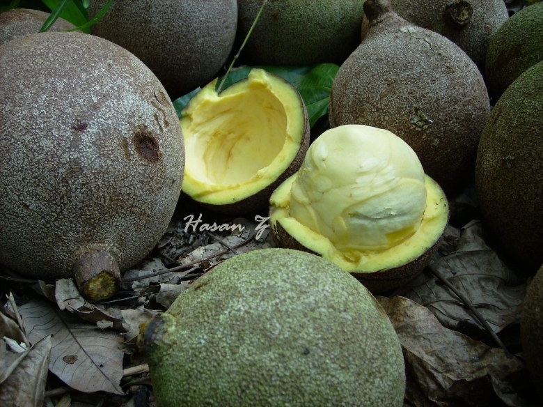 Экзотические фрукты Турции