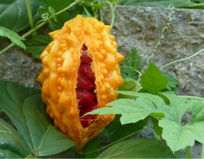 Индийский огурец момордика