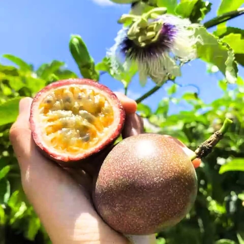 Маракуйя пассифлора