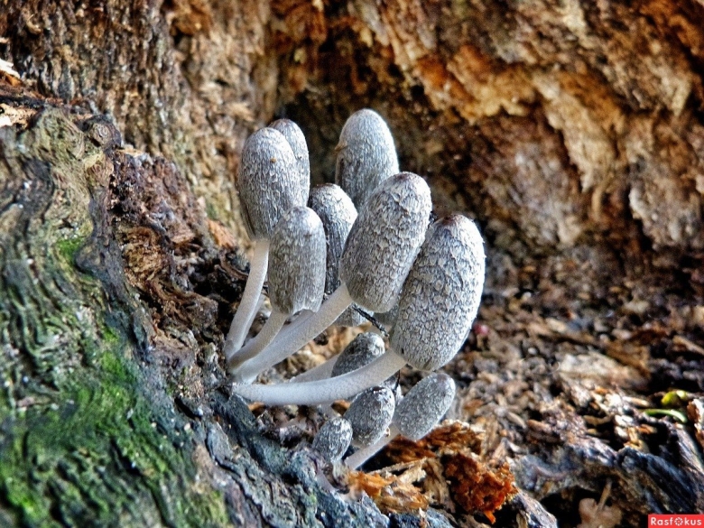 Навозник обыкновенный coprinopsis cinerea