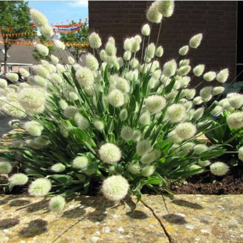 Лагурус Заячий хвостик