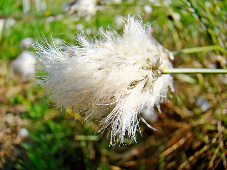 Цветок Заячий хвостик