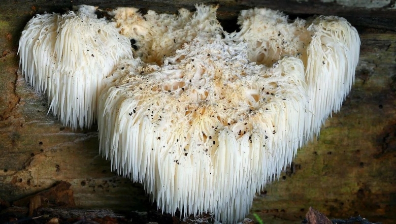 Ежовик ежевик гребенчатый мицелий что это