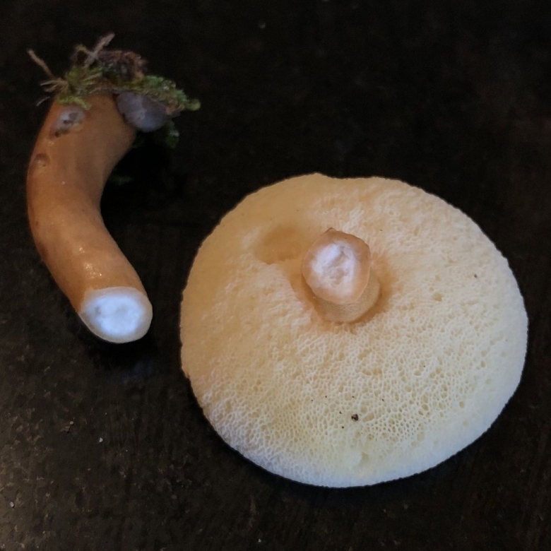 Гриб Заячий хвостик