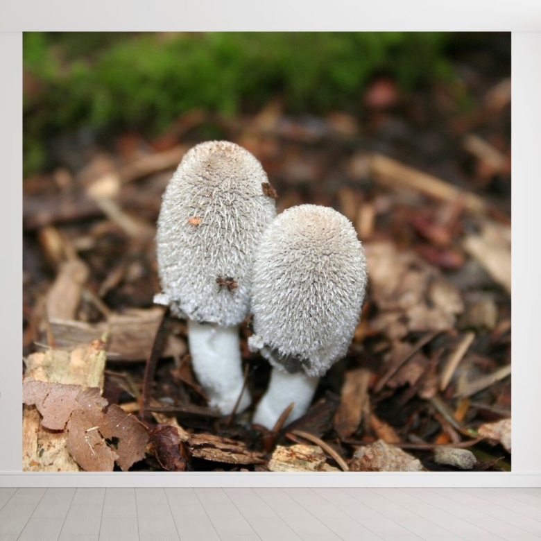 Подзайчик гриб