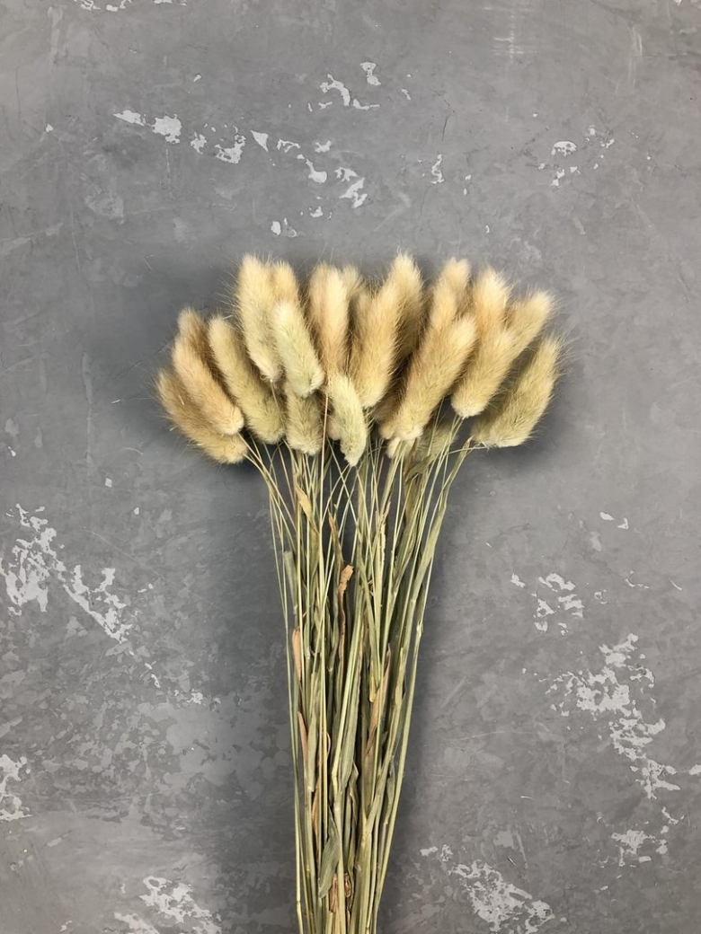 Заячий хвост сухоцвет