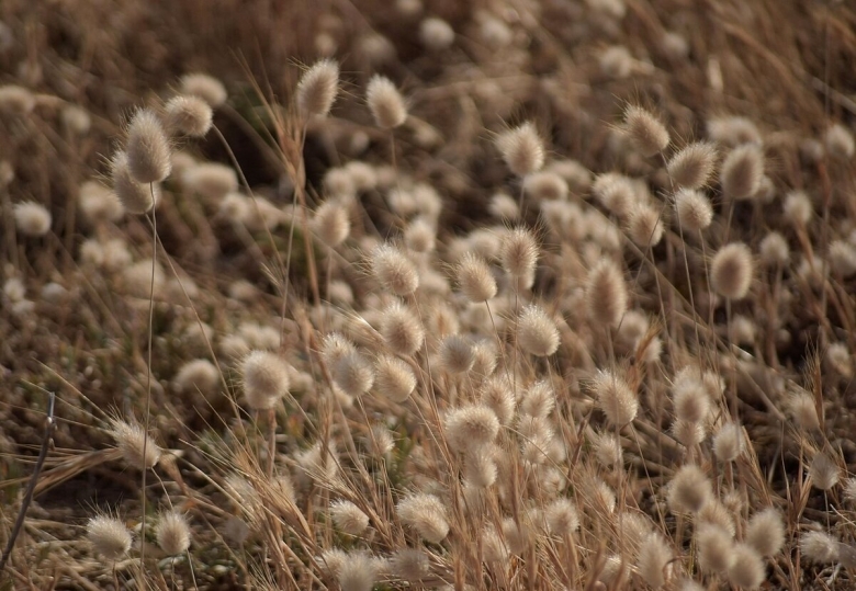 Зайцехвост лагурус