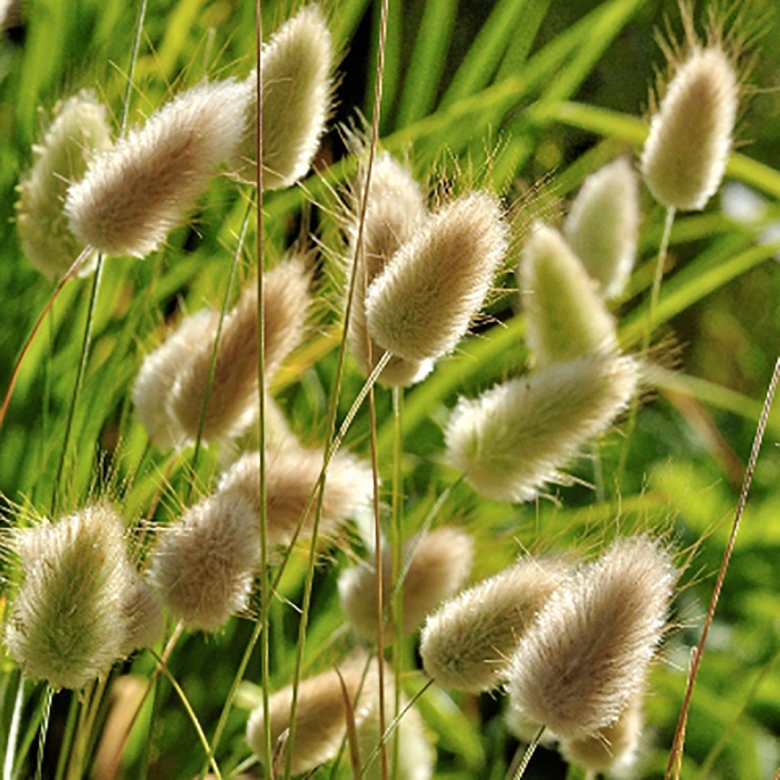 Лагурус яйцевидный Леся