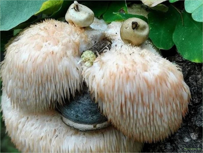 Гриб ежовик гребенчатый