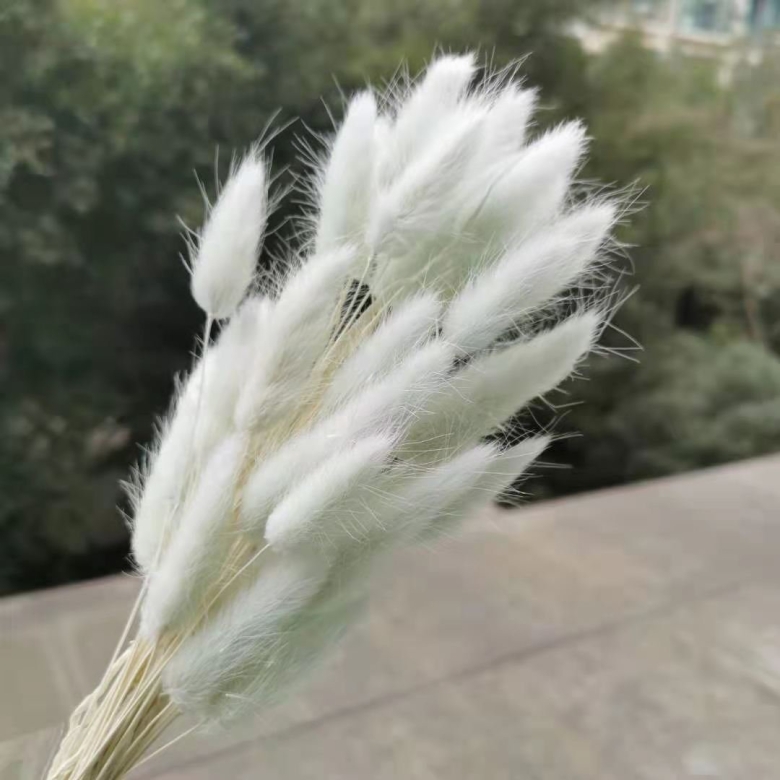 Лагурус зайцехвост Заячий