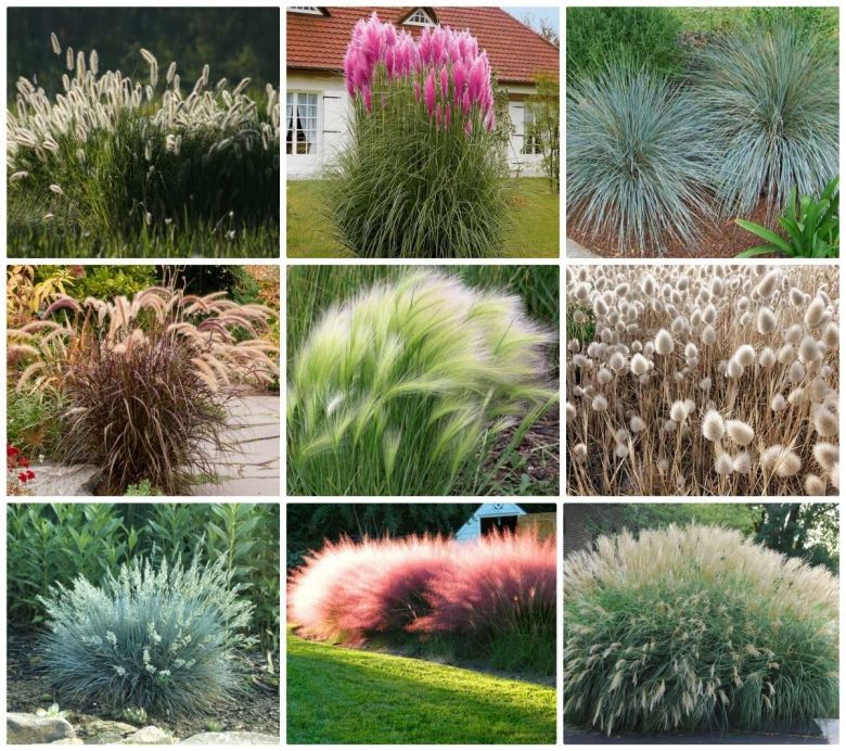 Овсец вечнозеленый