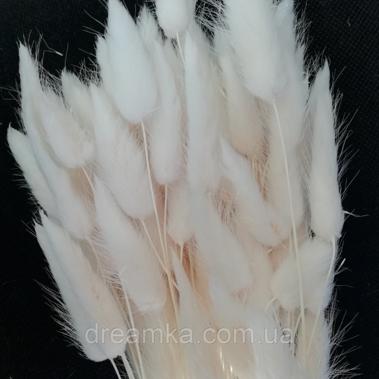 Сухоцвет Заячий хвостик