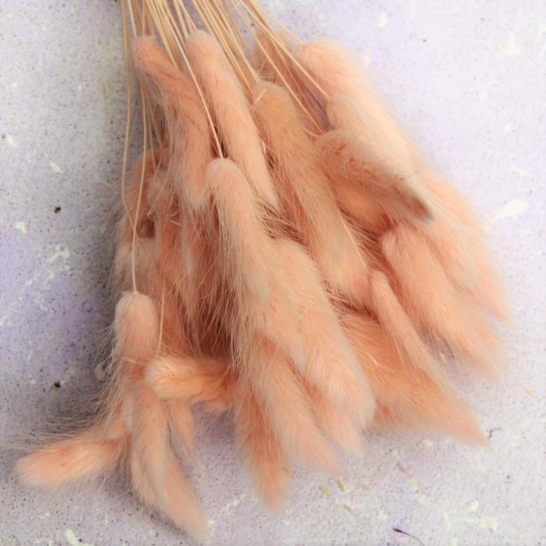 Лагурус cухоцвет