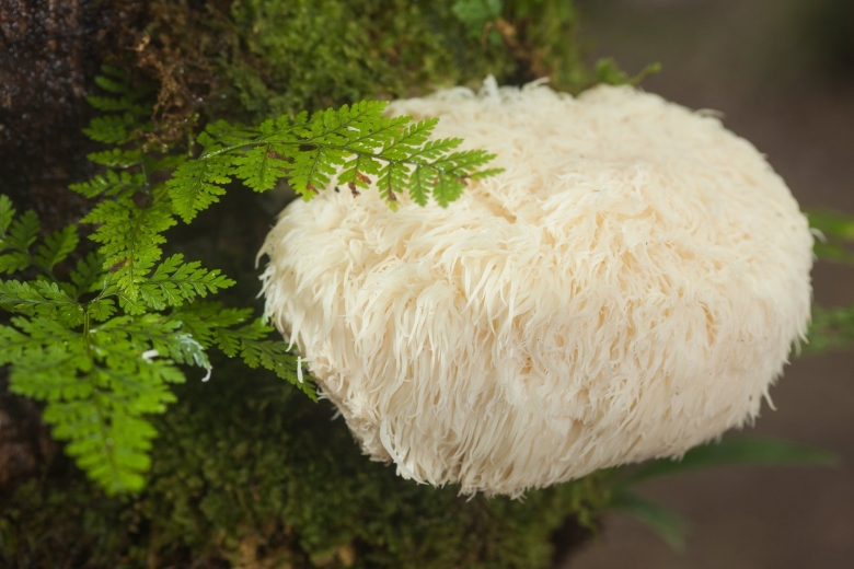 Hericium erinaceus