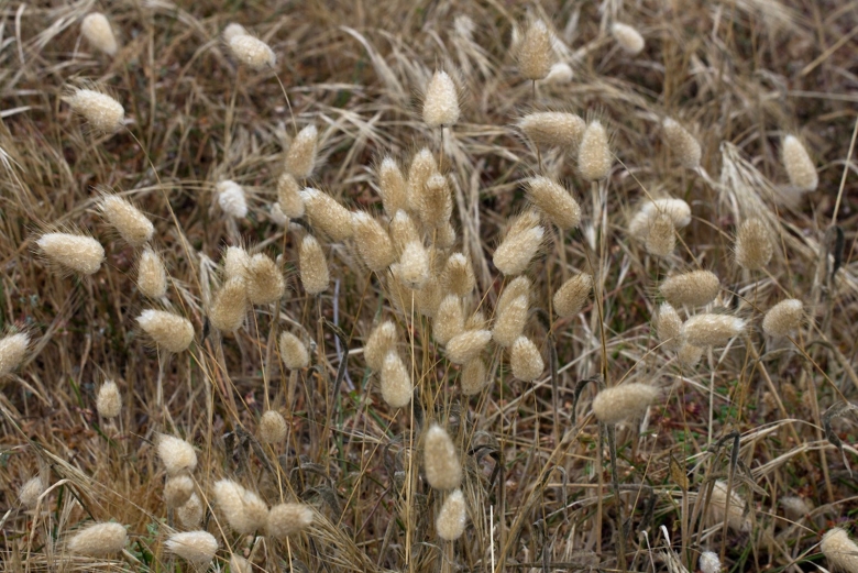 Лагурус зайцехвост Заячий